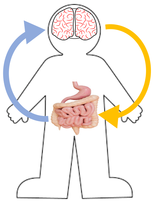 Gut brain axis