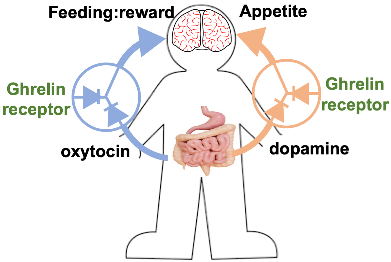 The complexity of receptor signaling in the control of appetite