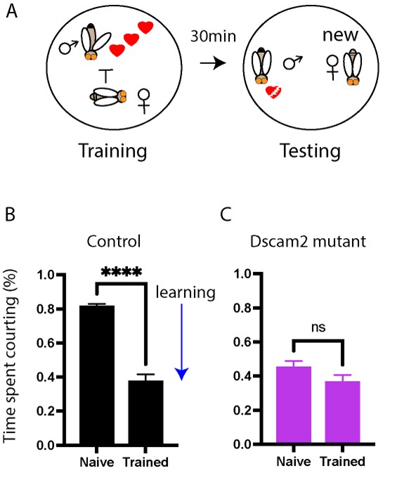 Dscam2 is required for short-term memory