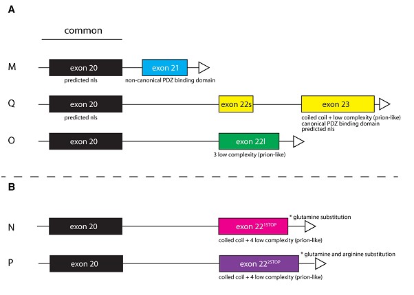 Alternative Dscam2 cytoplasmic domains may contribute to different Dscam2 functions