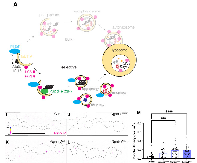 GGNBP2 regulates autophagy