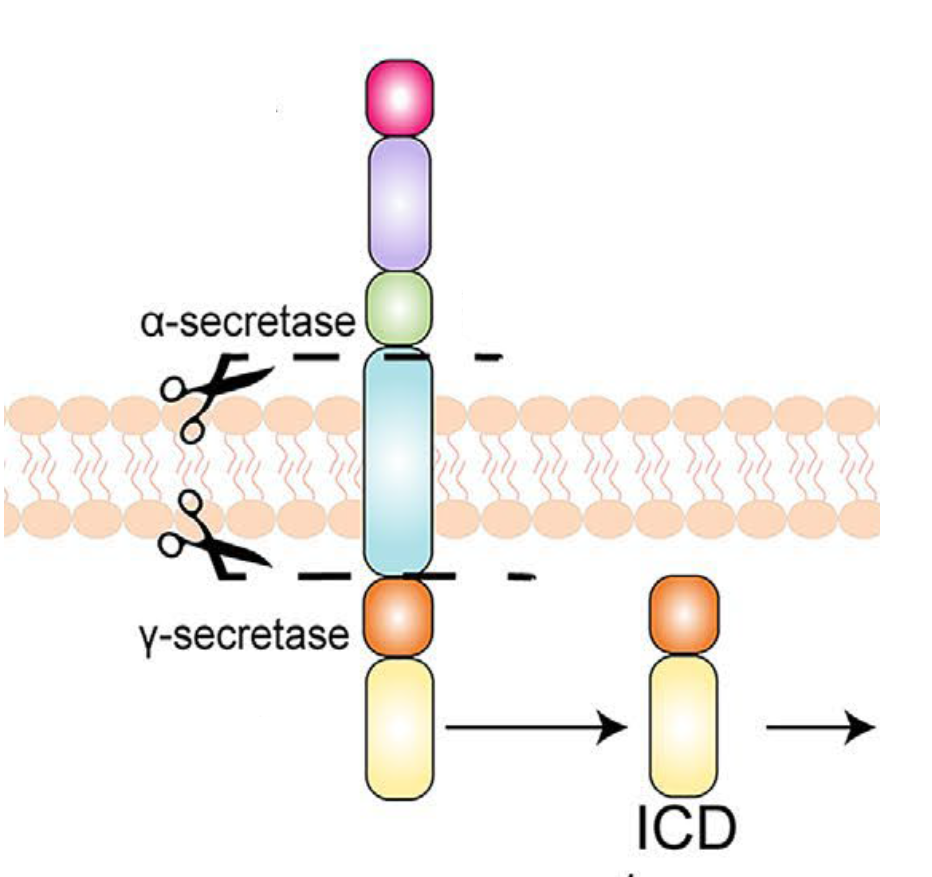 Investigating the mechanism by which p75 neurotrophin receptor modulation protects against hypoxia-induced cell death