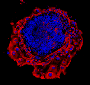 Fluorescence image of pan-cytokeratin positive trophoblast cells from an outgrowth assay to examine early implantation and differentiation of the definitive placenta