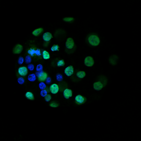Staining of the inner cell mass (blue) and the CDX2 positive trophectoderm (green) in a pre-implantation blastocyst-stage embryo