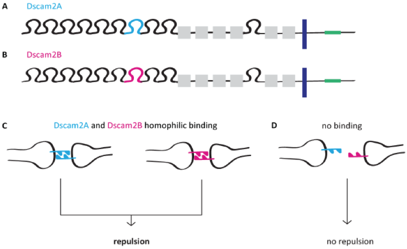 Isoform-specific homophilic binding