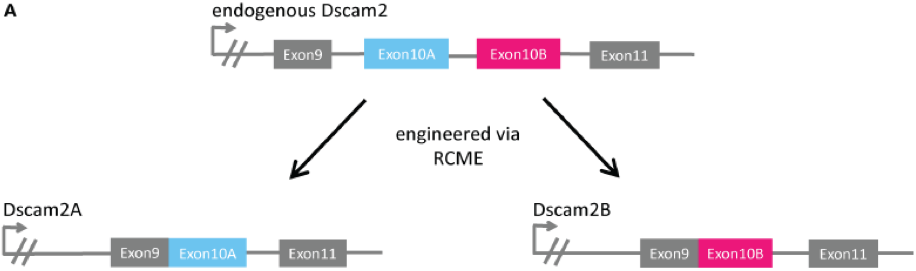 Construction of the Dscam2 single isoform mutant lines