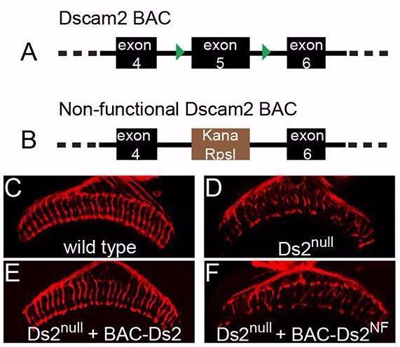 BAC rescue and trisomic