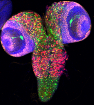 Drosophila larval brains