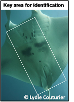 Manta ray ID shot