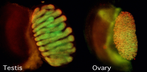 Testis and ovary