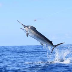 marlin jumping out of the water