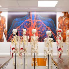 Anatomy lab