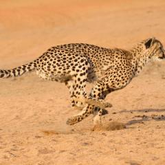 Cheetah