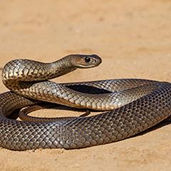 Eastern brown snake