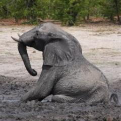 Research to keep elephants in captivity on their feet