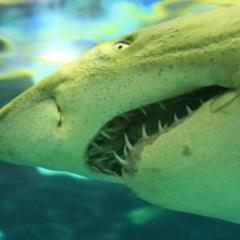Jaws open long-term shark population information