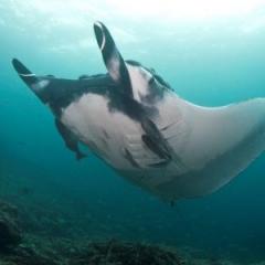 Giant ray at Isla de la Plata, Ecuador