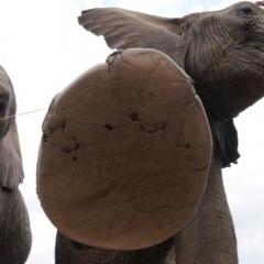 Why elephants kept in captivity suffer from sore feet
