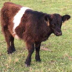 Cow