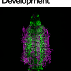 Development publication