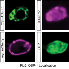 Fig5 osp1 localisation 