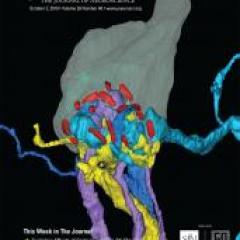 Journal of Neuroscience