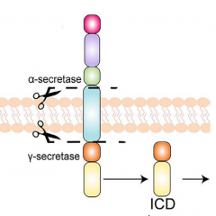 Investigating the mechanism by which p75 neurotrophin receptor modulation protects against hypoxia-induced cell death