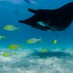 manta ray