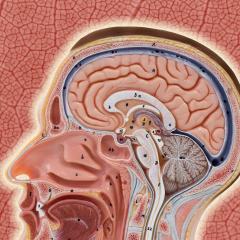 Our blood-brain barrier stops bugs and toxins getting to our brain. Here’s how it works