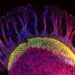 brain hardwiring