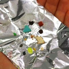 Debris from the gut of a short-tailed shearwater