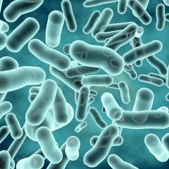 Gut bacteria