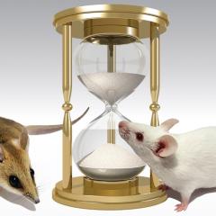 Marsupials race to keep up with brain development
