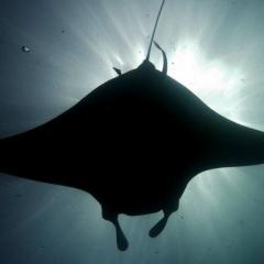 Manta ray